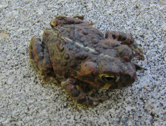 California Toad